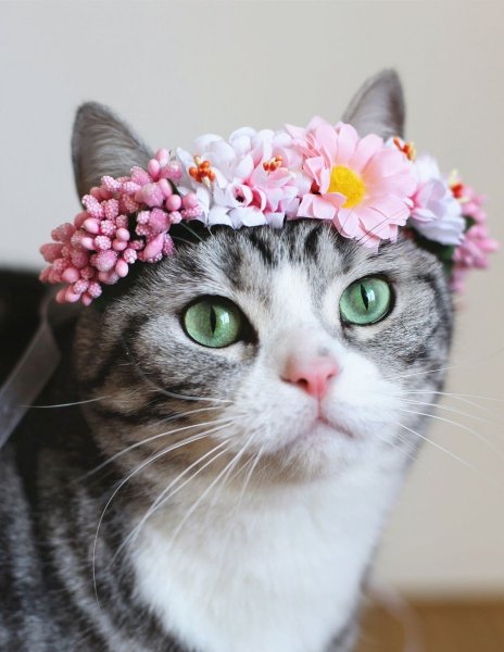 Кошечка в цветах