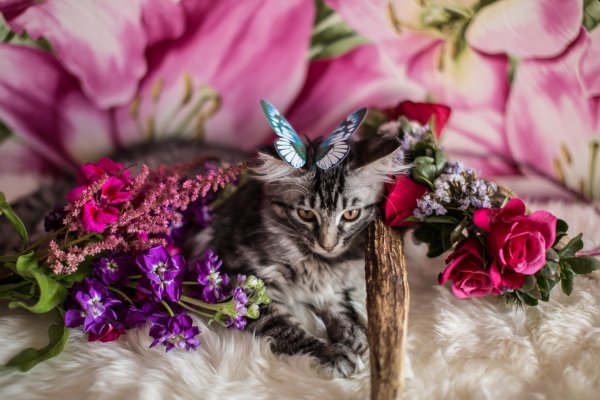 Кошка в цветах