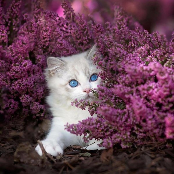 Кошечка в цветах