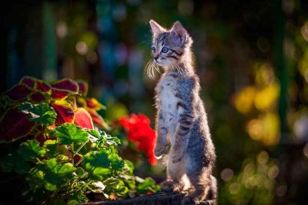 Котёнок с цветком