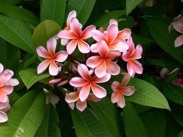 Plumeria Alba дерево