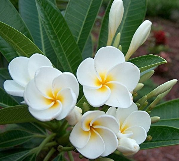 Плюмерия Франжипани