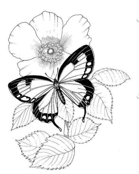 Цветы и бабочки раскраска - 51 фото