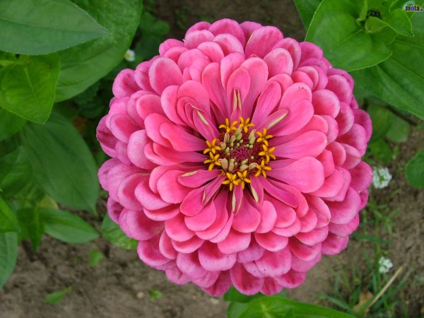 Цинния изящная (Zinnia elegans)