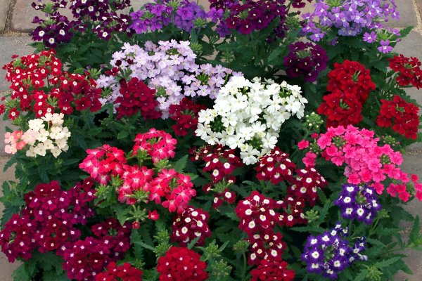 Циния Глориеншайн