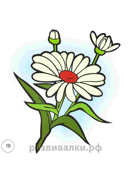 Морошка Ботаническая иллюстрация