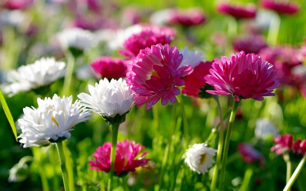 Природа цветы