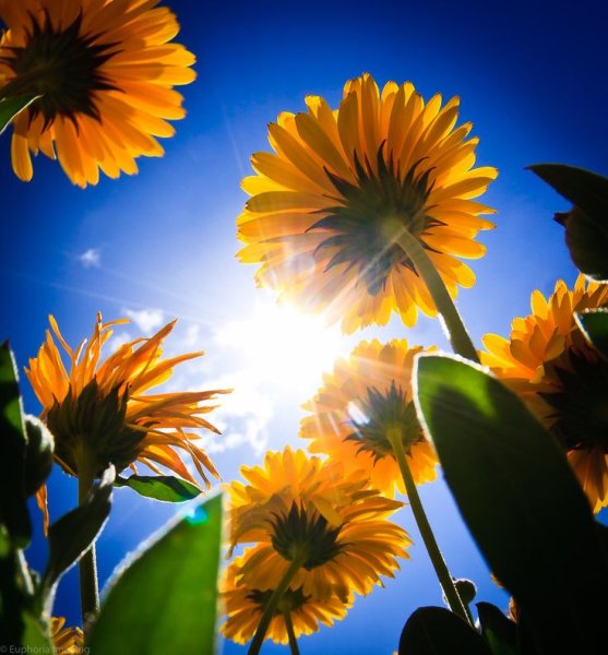 Солнечный цветок