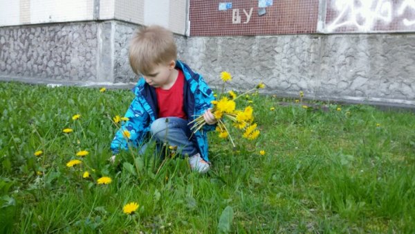 Дети срывают цветы
