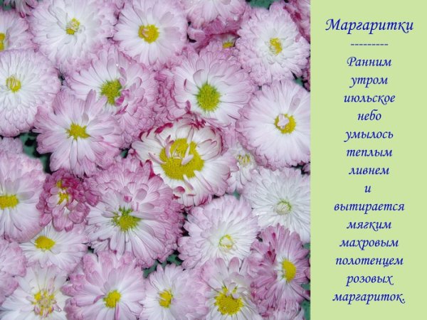 Открытки с маргаритками