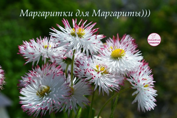 Поздравления с днём рождения Маргарите