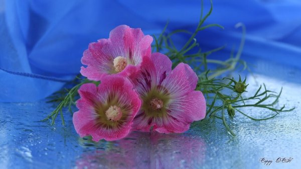 Цветы для настроения гифки
