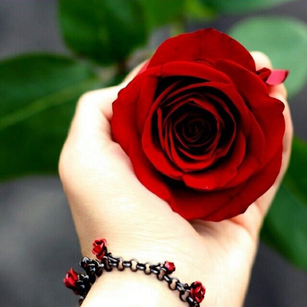 Нежные цветы в руках