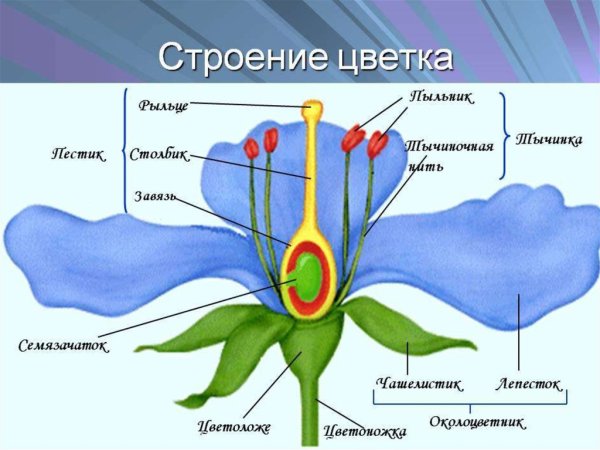 Структура цветка биология 6 класс