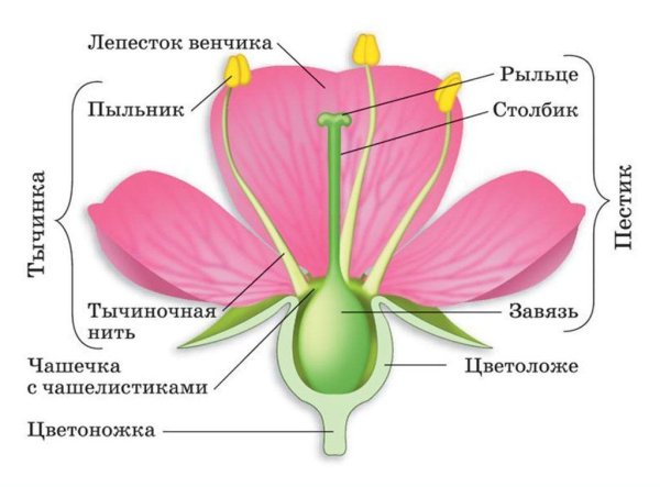 Строение цветка яблони схема