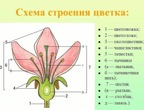 Строение цветка цветоножка и цветоложе