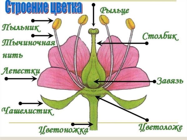 Строение цветка 6 класс биология рисунок из учебника