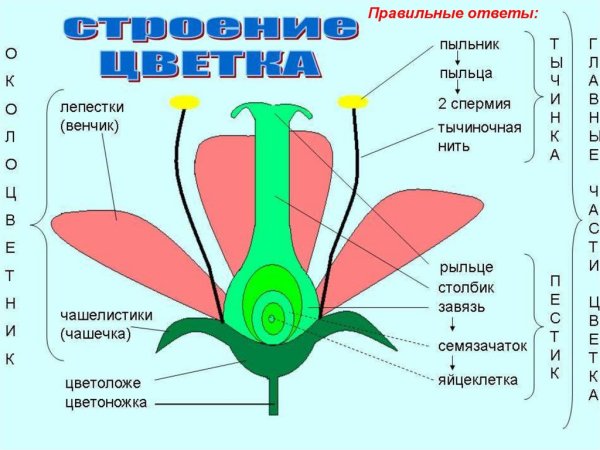 Строение цветка схема биология