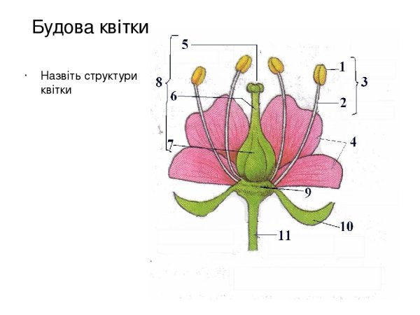 Подпишите части цветка