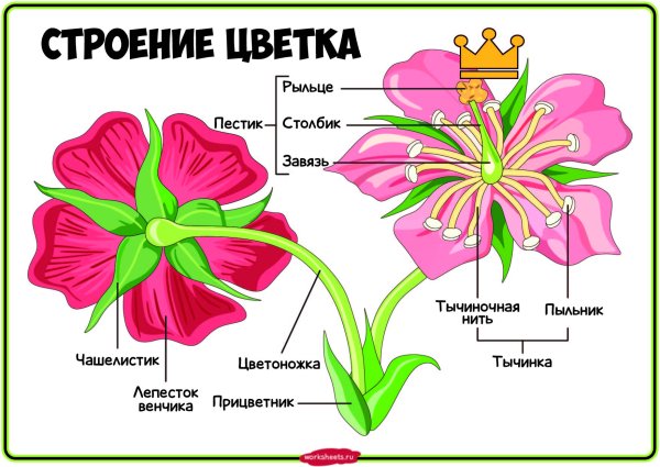 Цветок строение цветка