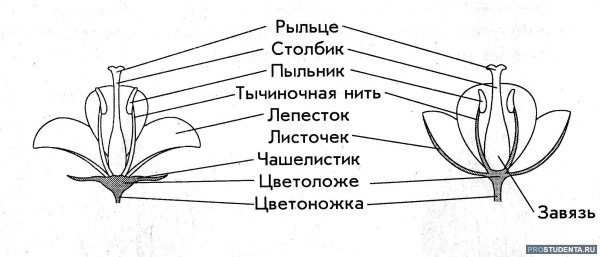 Схема цветка биология 6 класс