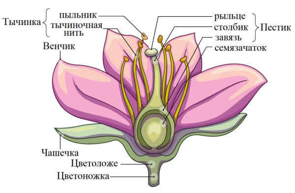 Строение цветка 6 класс биология рисунок из учебника