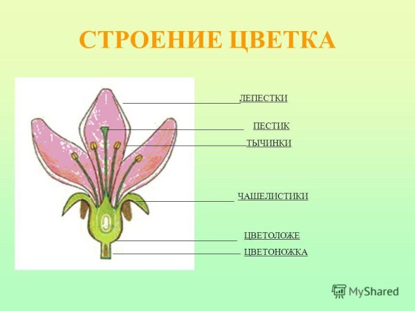 Стерильные и фертильные части цветка
