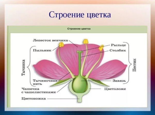 Околоцветник чашечка и венчик