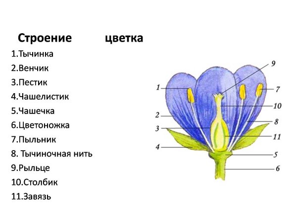 Цветки обоеполые и раздельнополые 6 класс биология