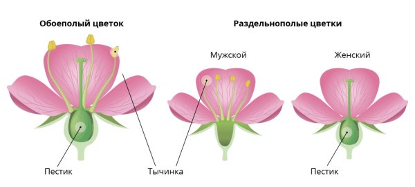 Биология 7 класс отдел Покрытосеменные цветковые растения