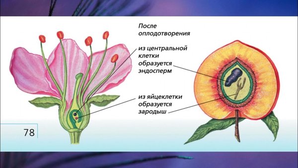 Цветоложе цветоножка чашечка венчик