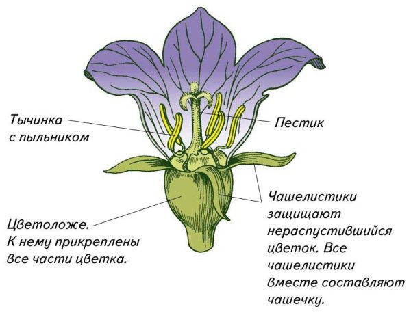 Строение растения тычинка пестик