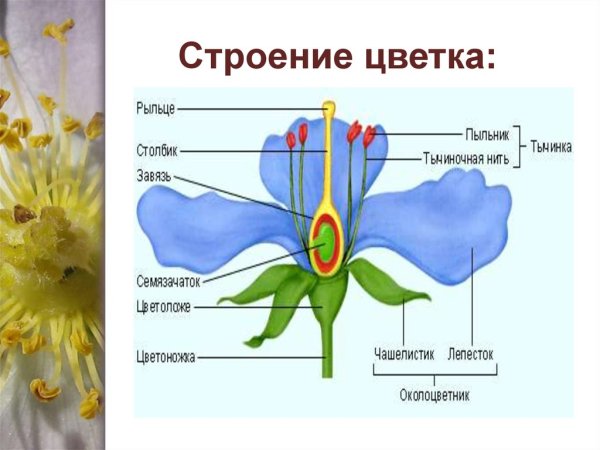 Строение цветка тычиночная нить
