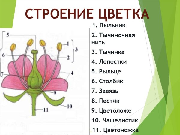 Строение цветка цветоложе