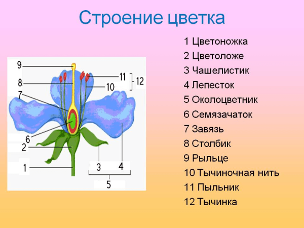 Морфология растений