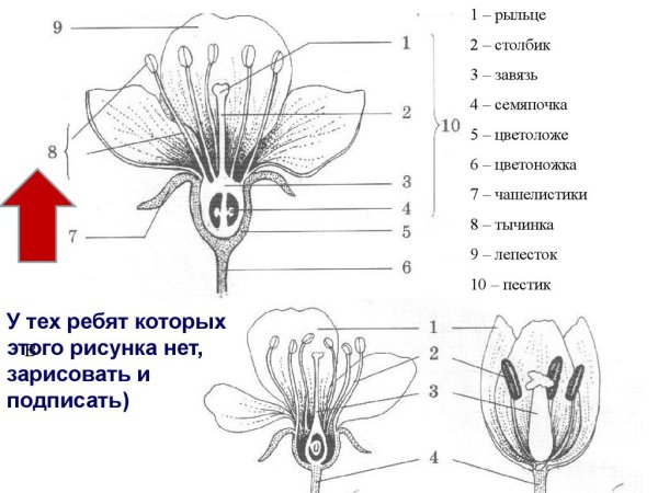 Части цветка на английском