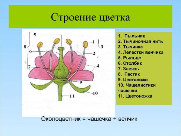 Строение растения пестик венчик