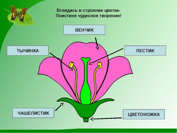 Строение растения