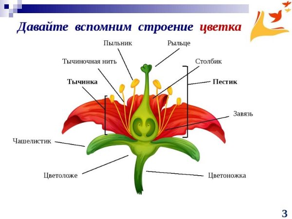 Розоцветные растения строение цветка