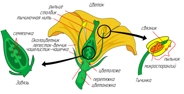 Семейство Розоцветные строение цветка