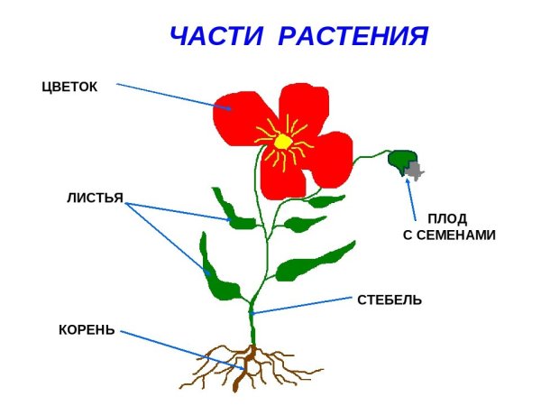 Строение цветка пестик и тычинка
