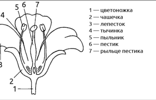 Пестик тюльпана строение