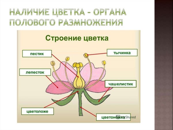 Схема строения цветка покрытосеменных
