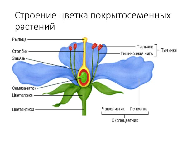 Биология 6 класс вегетативный орган и генеративный орган