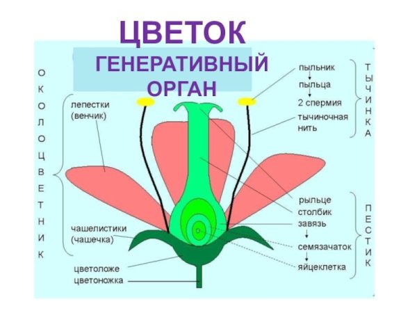 Отдел Покрытосеменные строение цветка