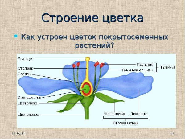 Цветок цветоложе околоцветник