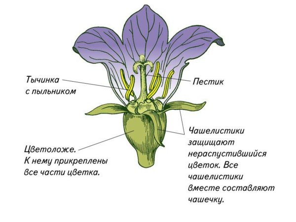 Чашелистики пестик тычинки венчик