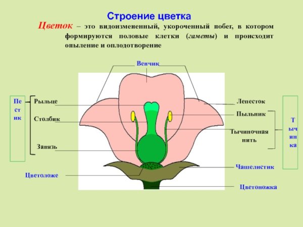 Строение цветка яблони