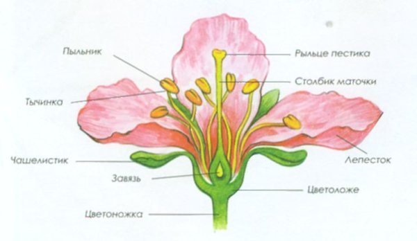 Пестик яблони