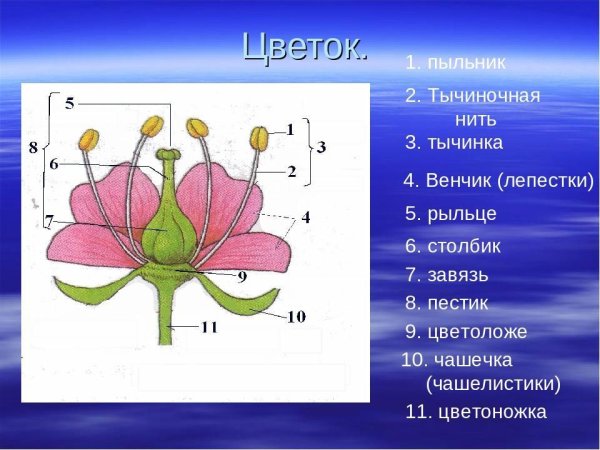 Строение цветка схема 6 класс биология